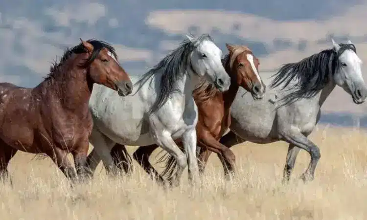 Điềm báo ngựa theo màu sắc